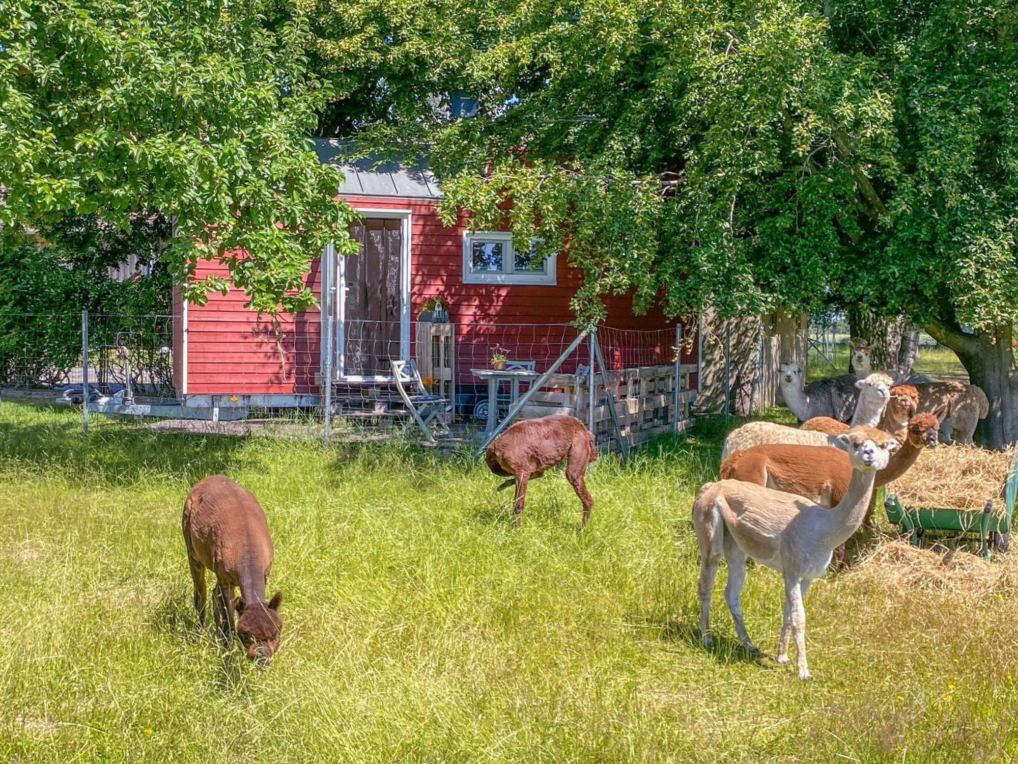 Tiny House Auf Der Alpaka Farm Villa Rubkow Eksteriør bilde